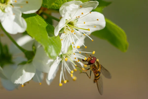 Die Fliege sitzt auf einer weißen Blume — Stockfoto