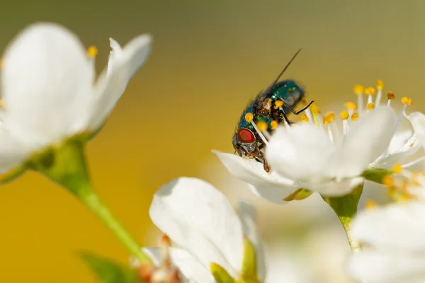 Die Fliege sitzt auf einer weißen Blume — Stockfoto