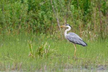 Gri balıkçıl ayakta