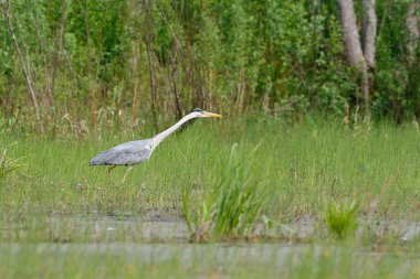 Gri balıkçıl ayakta