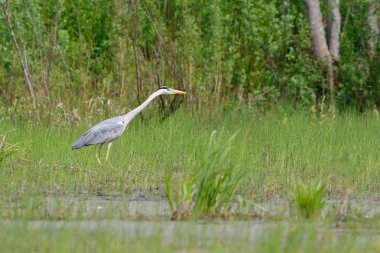 Gri balıkçıl ayakta