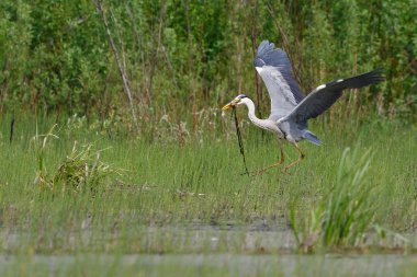 Gri balıkçıl uçan