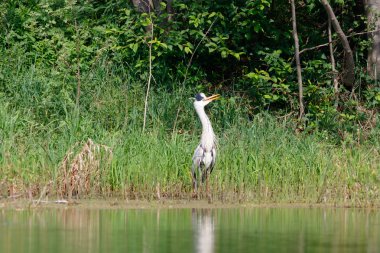 Gri balıkçıl ayakta