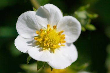 Çilek çiçekleri, bahar