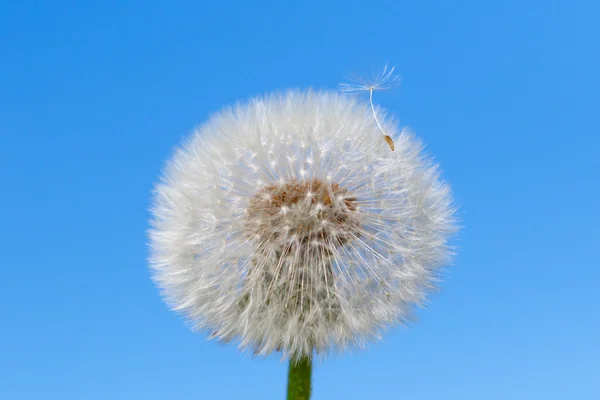 Löwenzahn auf blauem Hintergrund — Stockfoto