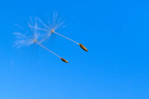 飛行中のタンポポの種 — ストック写真