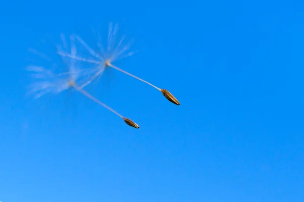 Samen von Löwenzahn im Flug — Stockfoto