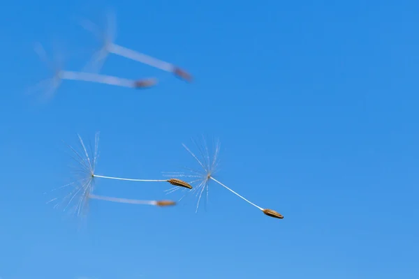 Samen von Löwenzahn im Flug — Stockfoto