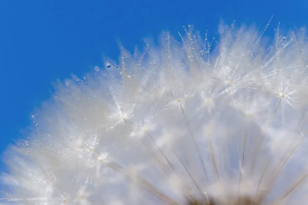 Löwenzahn auf blauem Hintergrund — Stockfoto