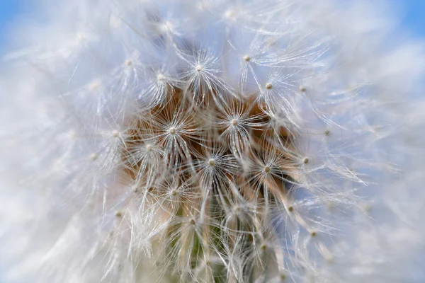 Dente di leone su sfondo blu — Foto Stock