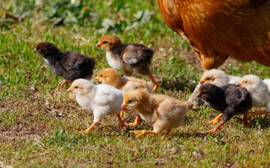 Küçük tavuk çiftliğinde