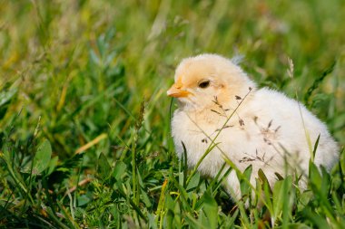Küçük tavuk çiftliğinde
