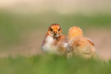 Küçük tavuk çiftliğinde