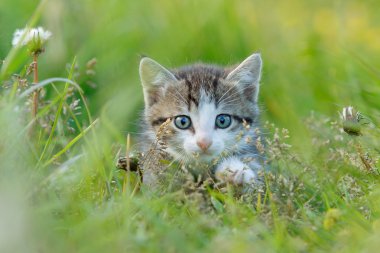 Yeşil çim de küçük şirin kedi