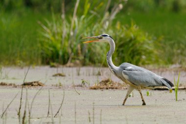Gri balıkçıl bataklıkta