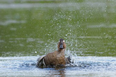 Bir havuzda güzel erkek Çıkrıkçın
