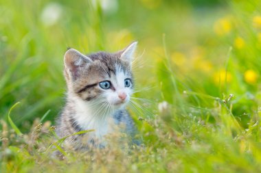 Yeşil çim de küçük şirin kedi