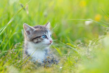 Yeşil çim de küçük şirin kedi