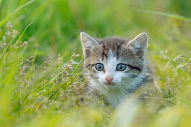 Yeşil çim de küçük şirin kedi