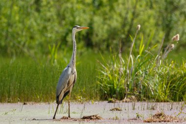 Gri balıkçıl bataklıkta