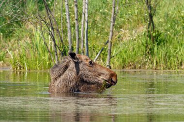 Gölde geyik yürüyor