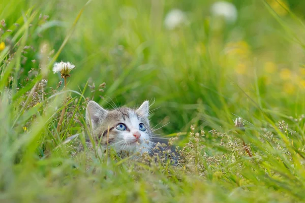 Um gatinho bonito na grama verde — Fotografia de Stock