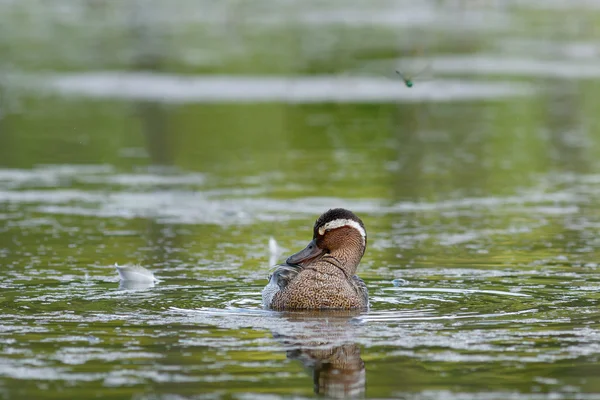 Schöner männlicher Wasserspeier in einem Teich — Stockfoto