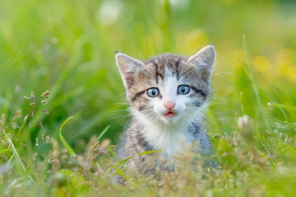 Um gatinho bonito na grama verde — Fotografia de Stock