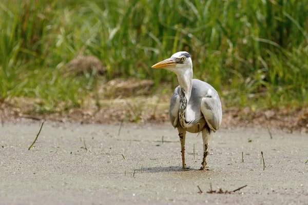 Gray Heron in the swamp