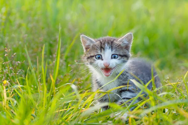 Um gatinho bonito na grama verde — Fotografia de Stock