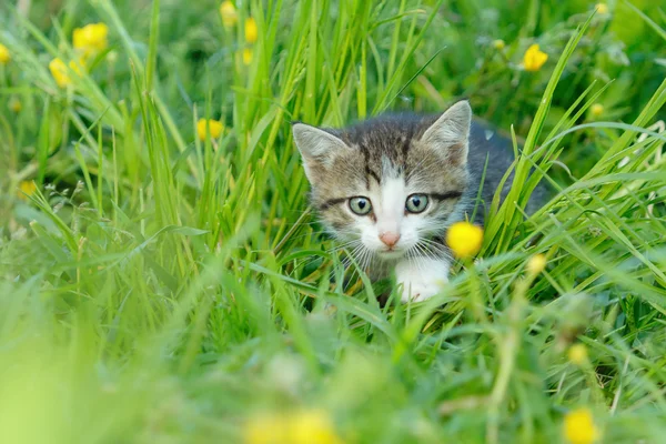 A little cute kitten in the green grass — Stock Photo, Image