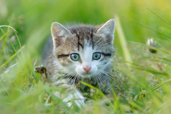 Um gatinho bonito na grama verde — Fotografia de Stock