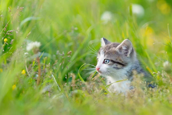 Yeşil çim de küçük şirin kedi — Stok fotoğraf