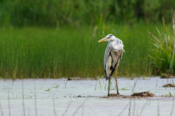 Gray Heron in the swamp — Stock Photo, Image