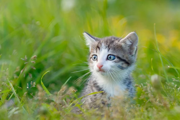 Um gatinho bonito na grama verde — Fotografia de Stock