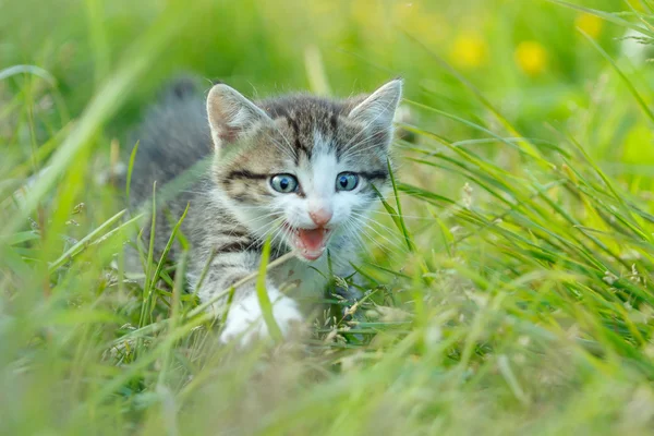 A little cute kitten in the green grass — Stock Photo, Image