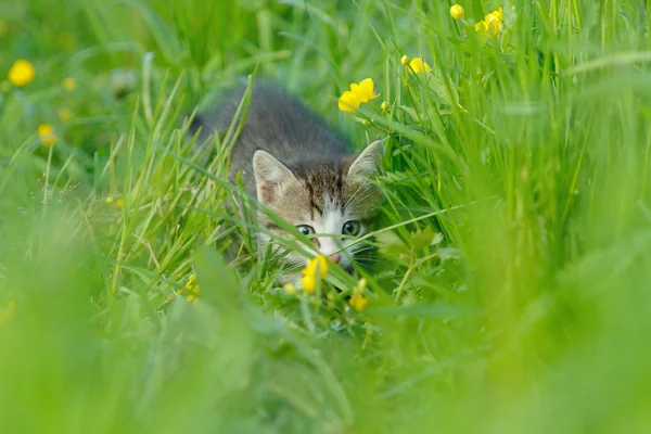 A little cute kitten in the green grass — Stock Photo, Image