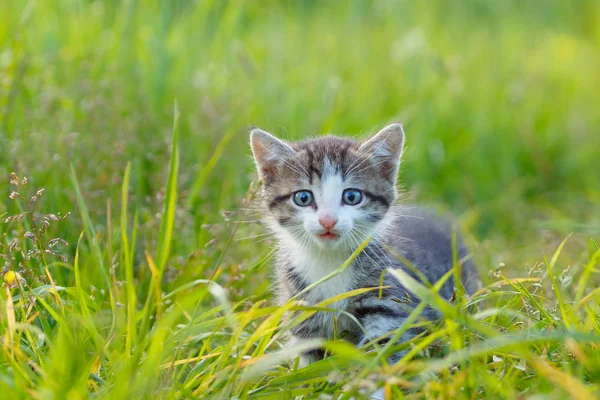 Маленький милый котенок в зеленой траве — стоковое фото