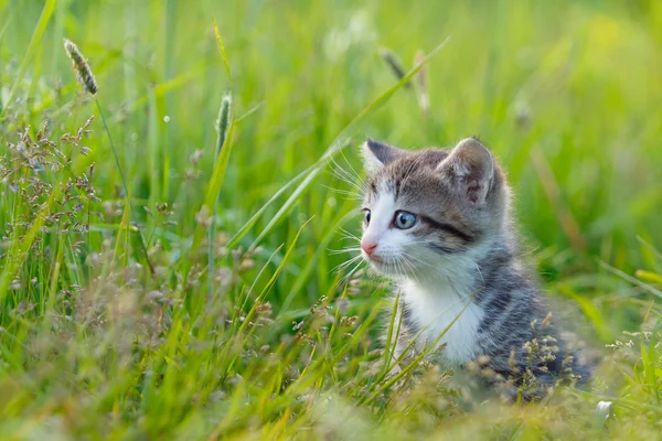 A little cute kitten in the green grass — Stock Photo, Image