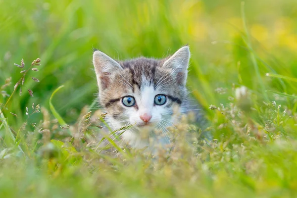 A little cute kitten in the green grass — Stock Photo, Image