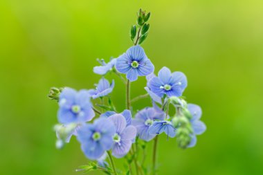 Çiçek germander speedwell veya Yakınlaştırılmış speedwell. (Veronica otu)