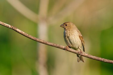 Songbird ortak çütre. (Carpodacus erythrinus). Erkek.