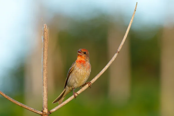 Songbird Common Rosefinch. (Carpodacus erythrinus). Varón . — Foto de Stock