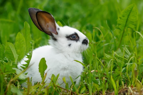 Weißes Kaninchen auf dem Rasen. — Stockfoto