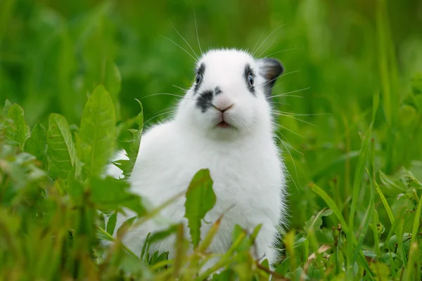 Wit konijn op het gazon. — Stockfoto