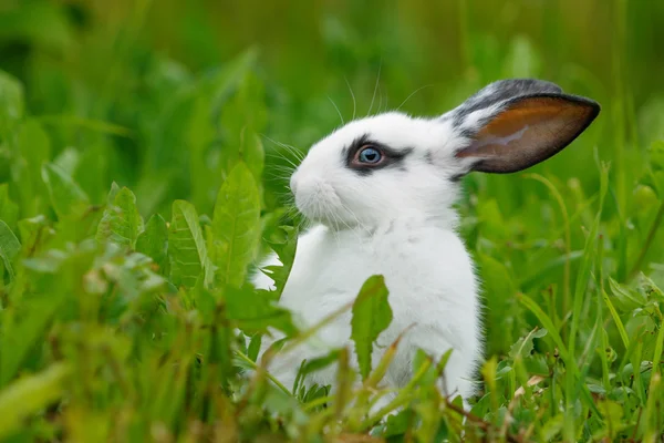 Beyaz tavşan çimlerin üzerinde. — Stok fotoğraf