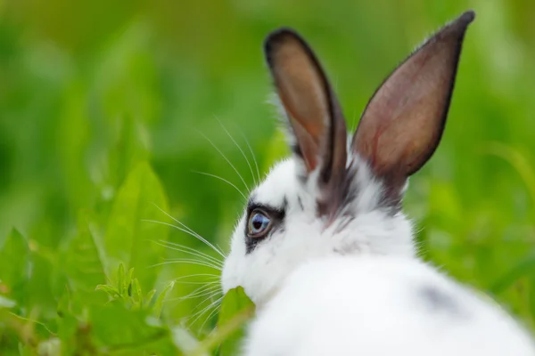 Biały królik na trawniku. — Zdjęcie stockowe
