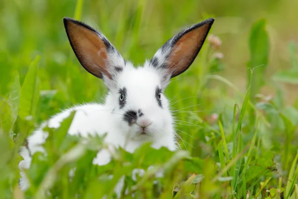 Conejo blanco en el césped. — Foto de Stock