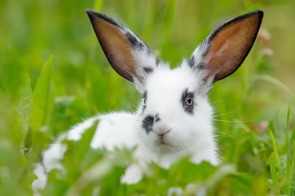 芝生の上の白いウサギ. — ストック写真