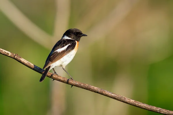 Zangvogel roodborsttapuit op de tak. (Saxicola torquata). Man. — Stockfoto